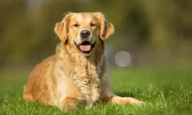 Uśmiechnięty golden retriever leży na trawie, ciesząc się ciepłym dniem.