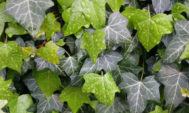 Hiedra verde y gris con gotas de lluvia, perfecta como plantas tapar vistas vecino.