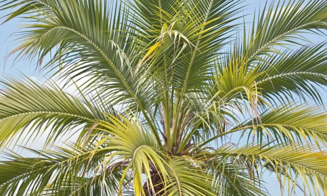 Le soleil a pâli les feuilles d'un palmier, lui donnant une teinte jaune-vert sous le ciel bleu.