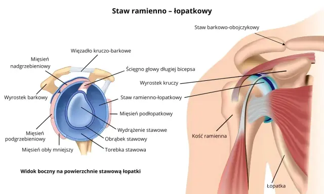 Anatomia stawu ramienno-łopatkowego: mięsień grzebieniowy barku, ścięgno bicepsa, więzadła i kości.