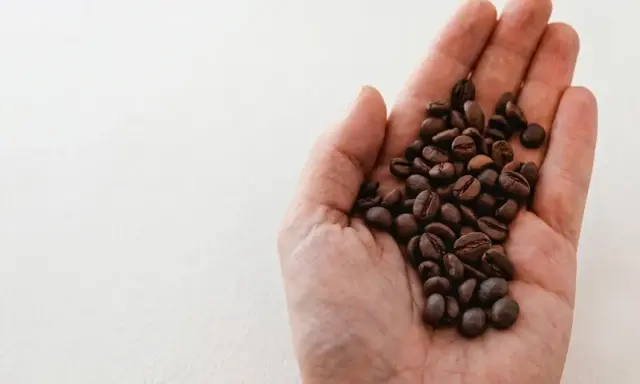 Eine Hand hält geröstete Kaffeebohnen. Das Bild erklärt, was bedeutet entkoffeiniert: Kaffee ohne Koffein.