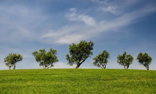 Sześć zielonych drzew na tle błękitnego nieba z chmurami. Te drzewa po angielsku, zwane "trees", tworzą malowniczy krajobraz na wzgórzu.