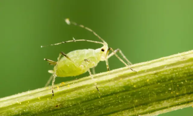 Puceron vert sur une tige, un ennemi des plantes, mais certaines plantes sont une plante anti pucerons naturelle.