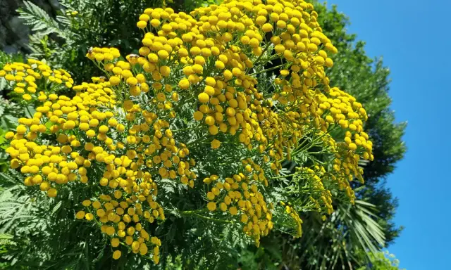 Un bouquet de fleurs jaunes vives, ressemblant à des boutons, se dresse fièrement. Ces fleurs, connues pour leur utilisation en purin de tanaisie, attirent des insectes bourdonnants sous un ciel bleu éclatant.