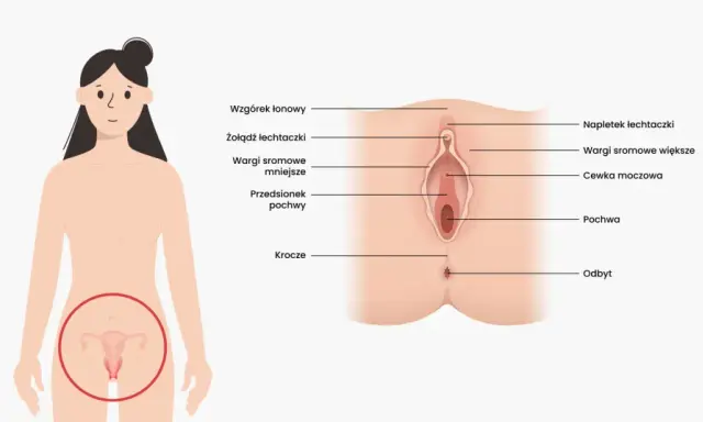Ilustracja anatomiczna przedstawiająca budowę zewnętrznych narządów płciowych kobiety z opisami.