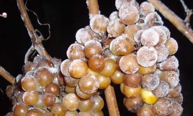 Gefrorene Trauben, die auf den Frost warten, um zu Eiswein verarbeitet zu werden. Was ist Eiswein? Ein süßer Wein, der aus gefrorenen Trauben hergestellt wird.