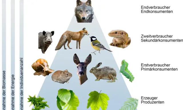 Wolf, Fuchs, Wildschwein, Eidechse, Meise, Reh, Hase, Maus, Schnecke, Raupe und Pflanzen bilden eine Nahrungskette.