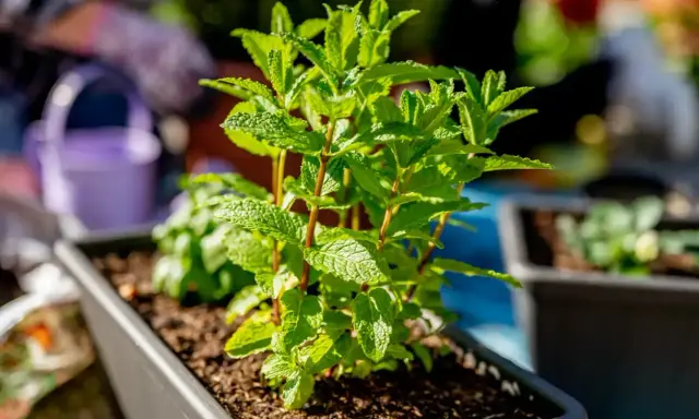 Planta de menta en maceta, ideal como plantas antimosquitos para tu jardín.