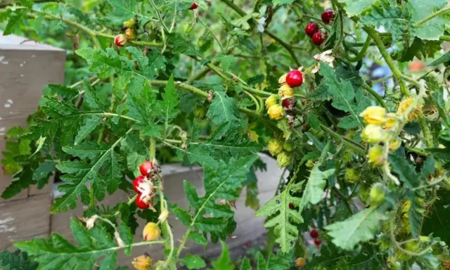 Plantes de morelle de Balbis avec des baies rouges et jaunes mûres, des feuilles découpées et des tiges épineuses.
