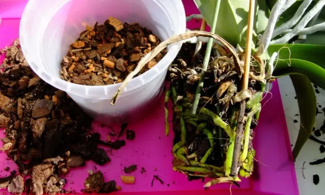 Orchideen Pflege: Wurzeln einer Orchidee werden aus dem alten Substrat genommen. Frische Rinde liegt daneben.