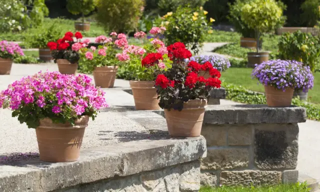 Pots de géraniums roses, rouges et violets en pleine floraison, parfaits pour un entretien facile et un jardin coloré.