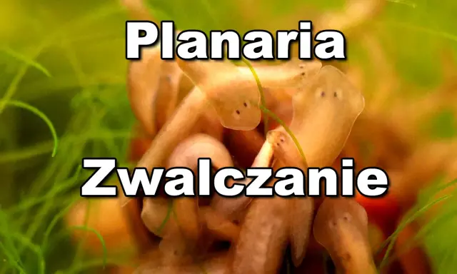 Kilka planarii w akwarium, które mogą wymagać zwalczania.