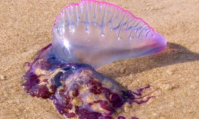 Una medusa letale, la Caravella Portoghese, spiaggiata sulla sabbia con il suo galleggiante rosa e tentacoli viola.