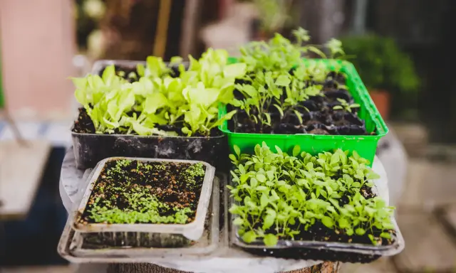 Semilleros con plantas jóvenes, listos para trasplantar. Guía para saber como hacer un huerto en el campo paso a paso.