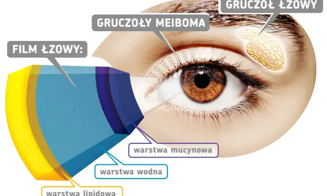 Schemat budowy filmu łzowego na powiece oka: warstwa lipidowa, wodna i mucynowa. Widać gruczoły Meiboma i gruczoł łzowy.