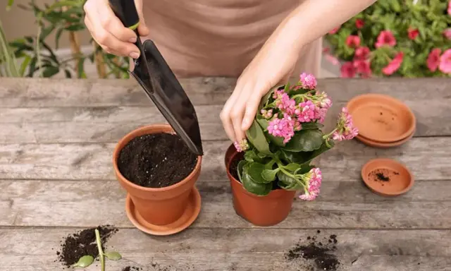 Jak przesadzać kwiaty? Ekspert radzi: Krok po kroku do sukcesu