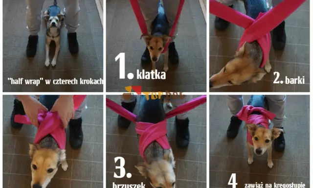 Instrukcja "half wrap" dla psa w czterech krokach. Nie strzelam w sylwestra, ale mój piesek czuje się bezpiecznie.