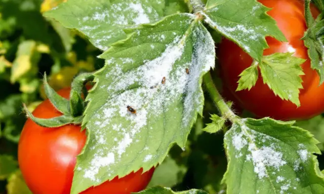 Feuilles de tomate couvertes de poudre blanche, avec quelques pucerons blancs tomate visibles.