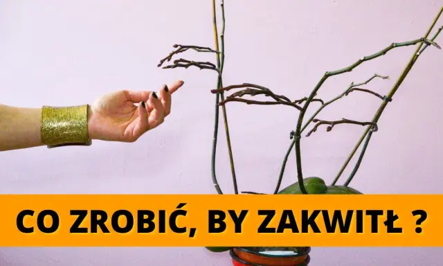 Storczyk nie kwitnie? Oto 7 sposobów, by znów obsypał się kwiatami
