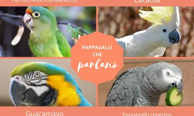 Quattro pappagalli: un parrocchetto frontearancio, un cacatua, un guacamayo e un pappagallo cenerino che mangia un cetriolo.