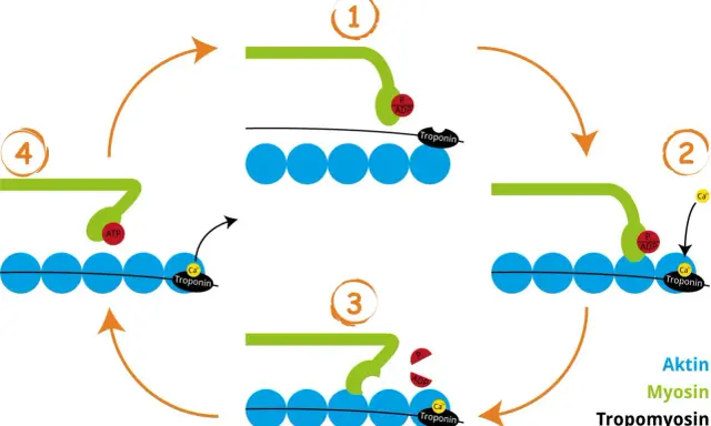 Der querbrückenzyklus: Myosin bindet an Aktin, löst sich durch ATP und zieht es dann vorwärts. Calcium und Troponin steuern diesen Prozess.
