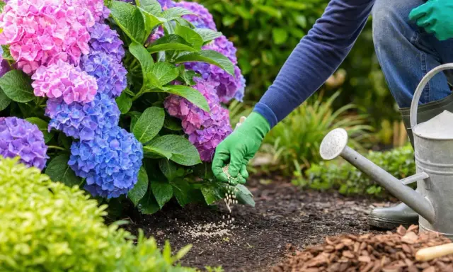Maintenant, apprenons comment fertiliser une plante. Une main gantée disperse des granulés d'engrais au pied d'hortensias bleus et roses.