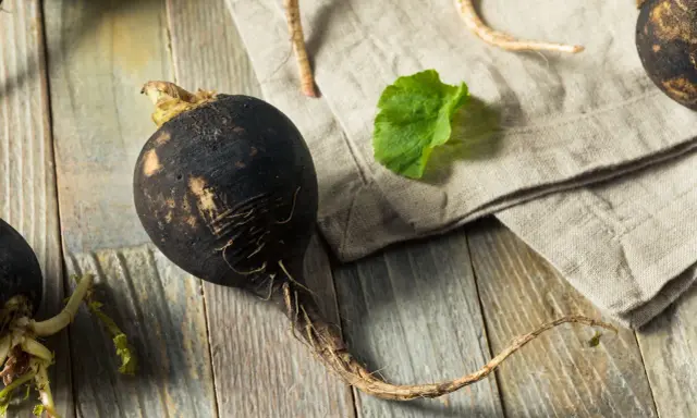 Gros radis noir rustique, avec ses racines fines, posé sur une planche de bois vieillie. Une feuille verte et un tissu de lin complètent la scène.