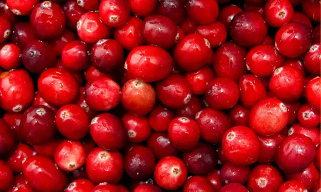 Gros plan sur une multitude de canneberges rouges et brillantes, rappelant les nombreux canneberge bienfaits pour la santé.