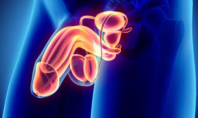Anatomia męskiego układu rozrodczego, ukazująca prącie, jądra i pęcherz moczowy w neonowych barwach.