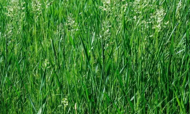 A dense field of lush green clumping fescue grass, with delicate white seed heads reaching upwards.