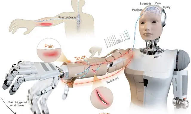 Un robot humanoïde simule un arc réflexe pour réagir à la douleur et aux blessures, un système roboratif pour une meilleure interaction.