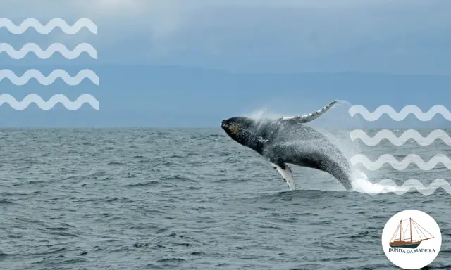 Spektakuläre Buckelwal-Springen vor Madeira – ein unvergessliches Whale Watching Madeira Erlebnis.