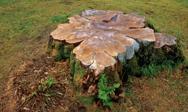 Gros tronc d'arbre couvert de mousse, prêt à pourrir. La nature reprend ses droits, montrant comment faire pourrir une souche naturellement.