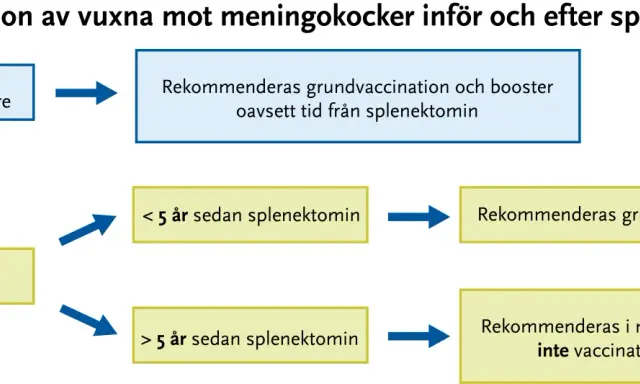 Vaccinationsrekommendationer mot meningokocker för vuxna. För personer 25 år eller yngre rekommenderas grundvaccination och booster. För äldre än 25 år beror det på tiden sedan splenektomi.
