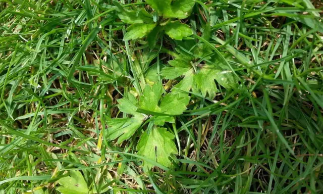 Plantes vertes aux feuilles découpées se mêlant à la ronse herbe.