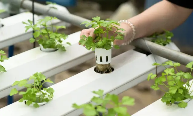 Maintenant, une main ajuste une jeune plante dans un système de culture hydroponique étape par étape.