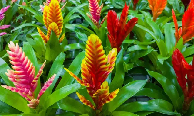 Kolorowe kwiatostany bromelii, jak pielęgnować te egzotyczne piękności? Jasne, soczyste liście i ogniste barwy kwiatów.