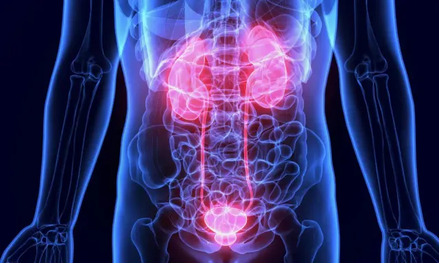 Anatomia układu moczowego z podświetlonymi na czerwono nerkami i pęcherzem. Dowiedz się, jak dbać o nerki.