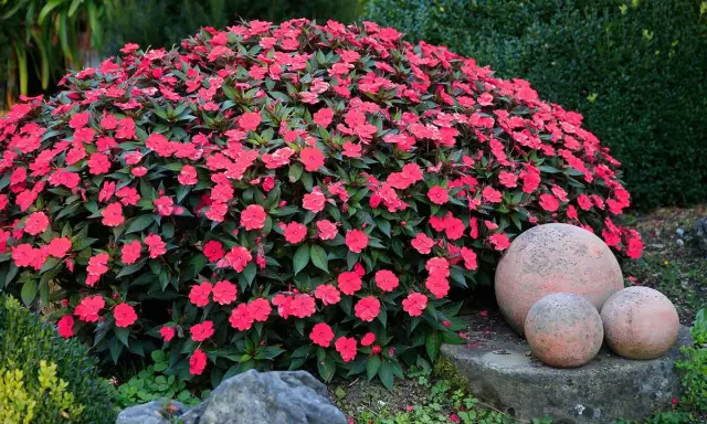 A lush mound of vibrant pink impatiens, thriving with proper impatiens care, blooms beside decorative garden spheres.