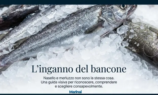 Merluzzi freschi su ghiaccio. Scopri quanto pesa un merluzzo e come distinguerlo dal nasello per fare acquisti consapevoli.