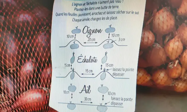 Conseils pour savoir quand récolter les échalotes : arrachez-les quand les feuilles jaunissent et laissez-les sécher. L'image montre aussi la plantation d'oignons et d'ail.
