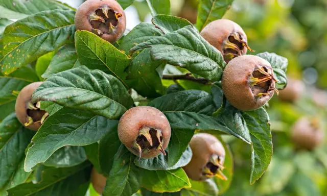 Grappe de fruits bruns du neflier, prêts à être récoltés. Leurs calices ouverts révèlent une chair orangée.