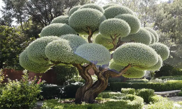 Arbre sculpté avec une taille en nuage, ses branches torsadées supportent des boules de verdure dense. Un jardin soigné l'entoure.