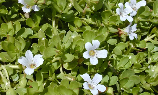 Plantes de bacopa aux petites fleurs blanches, évoquant les nombreux bacopa bienfaits pour la mémoire et la concentration.
