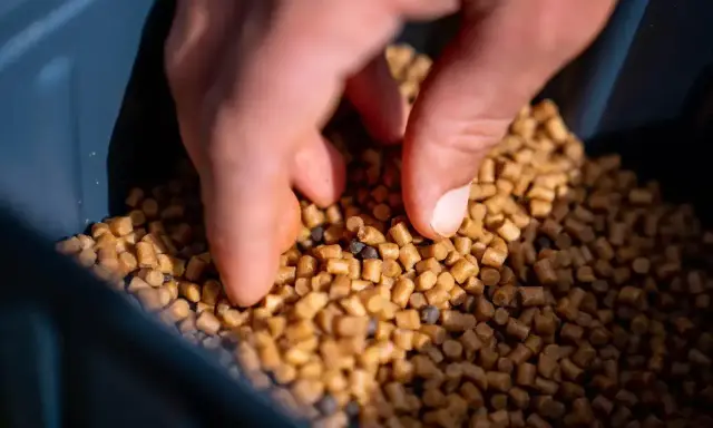 Dłoń sięga po pellet, który posłuży jako tuszol do nęcenia ryb.