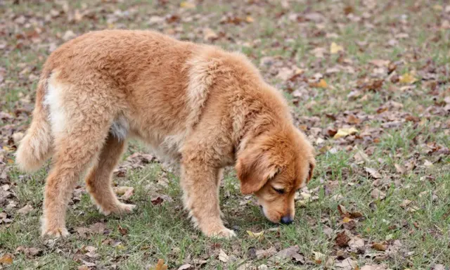 Un golden retriever brun renifle l'herbe et les feuilles mortes, peut-être pour comprendre pourquoi mon chien mange de l'herbe.