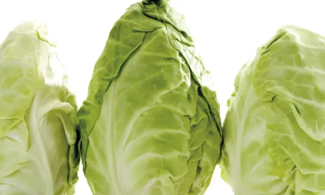 Drei frische Spitzkohle, bereit für die Lagerung. So einfach ist spitzkohl einfrieren für später.