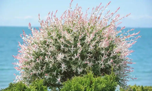 Un magnifique saule crevette sur tige, aux feuilles panachées de blanc et de rose, se dresse devant la mer bleue.