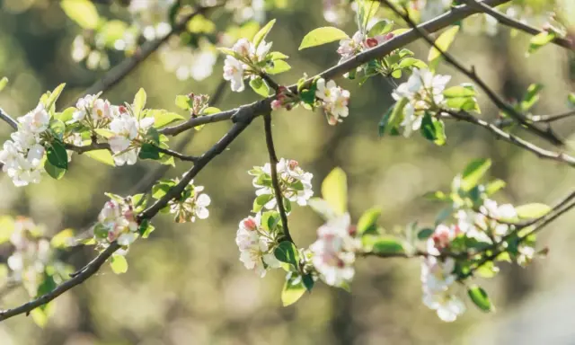 Un pommier en fleur, ses branches chargées de délicates fleurs blanches et roses, baignées de lumière douce.