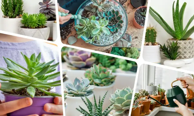 Różnorodne sukulenty rodzaje w doniczkach i terrarium. Zielone, fioletowe, kaktusy – piękno sukulentów w różnych odsłonach.